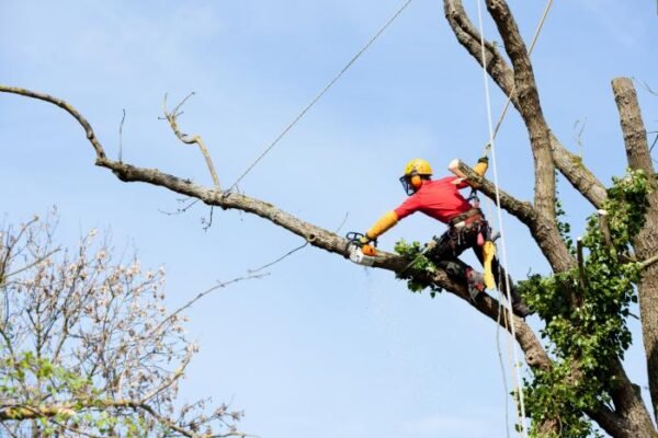 Licensed Tree Experts