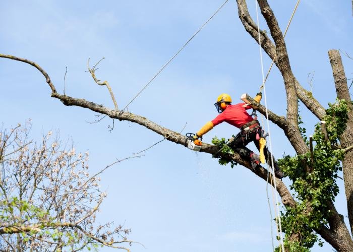Licensed Tree Experts