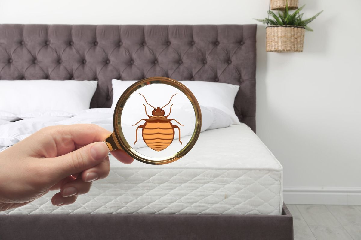 Why do bed bugs remain active even in colder indoor conditions?
