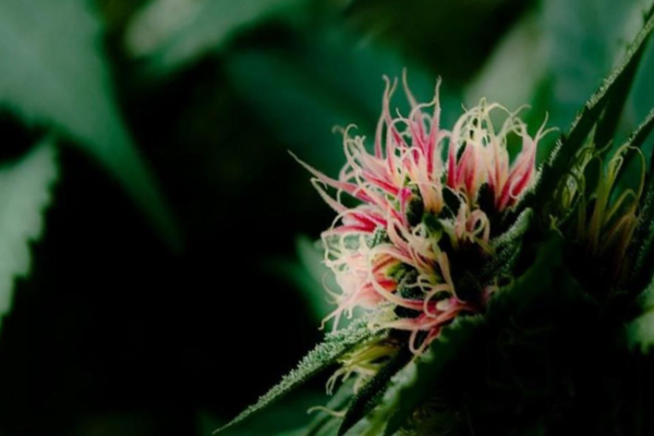 8 Common Myths About Florida Cannabis Products That Confuse Patients
