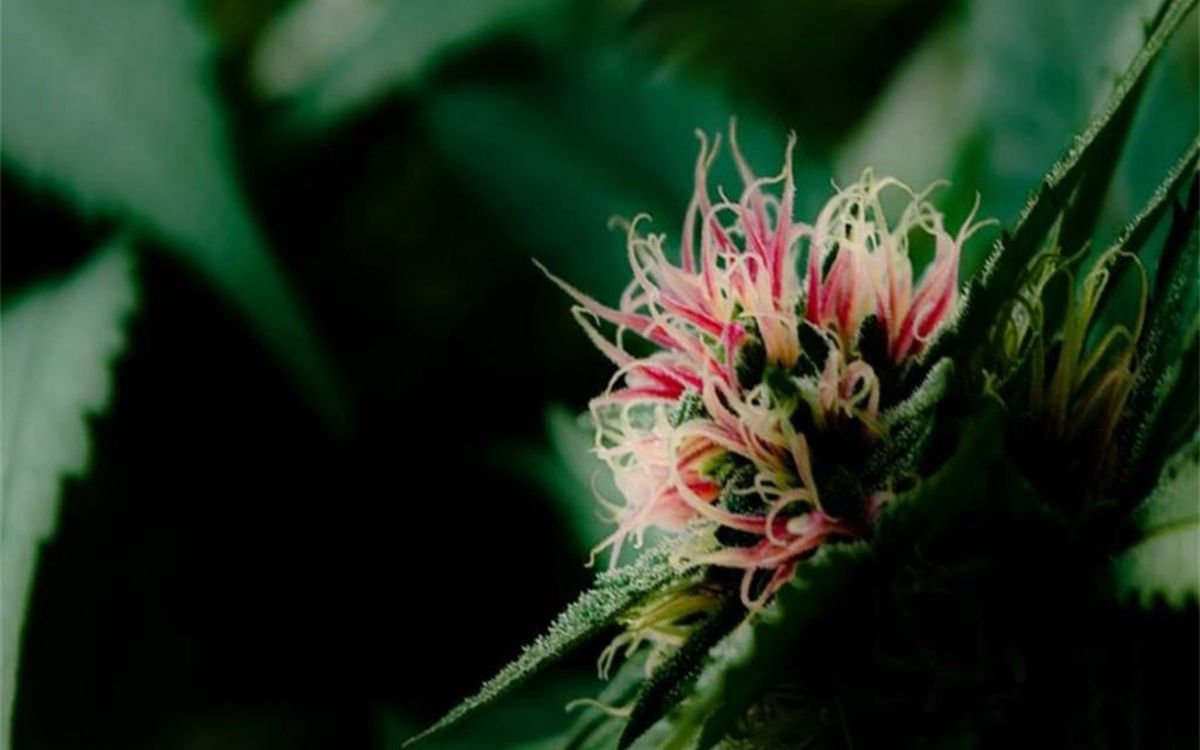 8 Common Myths About Florida Cannabis Products That Confuse Patients